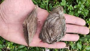 Image result for Cecropia