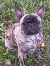 These frugs are very playful in nature and love the company of their masters and always follow them to where ever they go and they these qualities are by default inherited from their parents. Frenchie Pug Dog Breed Information And Pictures