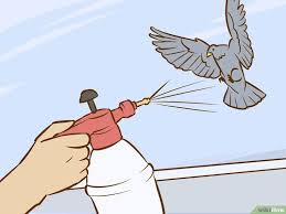 Get Rid Of Pigeons Get Rid Of Pigeons Pigeon Pigeon Deterrent