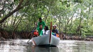 Bakau yang berkumpul menjadi sebuah hutan bakau, atau yang kita kenal juga dengan nama mangrove merupakan pertahanan pertama dari sebuah daratan terhadap arus air laut, sehingga dapat mengurangi terjadinya erosi atau abrasi fungsi kedua dari akar bakau adalah sebagai akar nafas. 10 Hutan Mangrove Di Indonesia Yang Dibuka Untuk Destinasi Wisata Tempatwisataunik Com