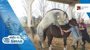 Caballo haciendo el amor