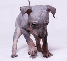 The lack of coat on the hairless variety of the american hairless terrier renders them unsuited for American Hairless Terrier Deutschsprachig Posts Facebook