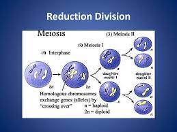Reduction division mitosis or meiosis. Cell Division Meiosis Prezentaciya Onlajn