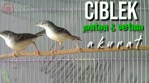 Diatas merupakan gambar sebagai contoh perbedaan jenis atau macam ciblek yang populer di kalangan masyarakat. Suara Burung Ciblek Betina Memanggil Pejantan Untuk Pikat Dan Pancingan Ciblek Jantan Jemblek Betina