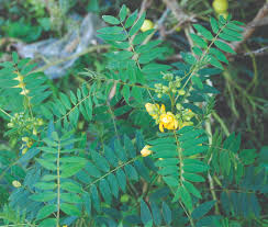 Image result for Senna occidentalis