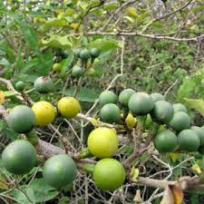Image result for Solanum torvum