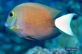 Image result for Agelanthus bipartitus