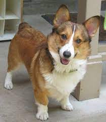 Adoption Pet S Second Chance St Louis Corgi Rescue Corgi Rescue Corgi Pets