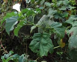 Image result for Datura ferox