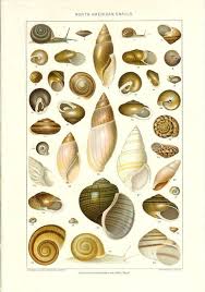 1909 Snail Shell Print Vintage Antique Home Decor Book Plate Etsy Antique Illustration Snail Shell Plate Art