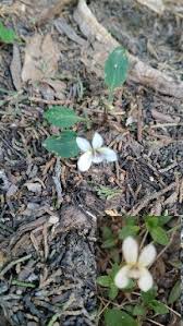 Image result for Viola eminii