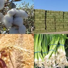 México soy cristiano y quiero aclararlo: Casi 9 Mil Millones De Pesos El Avance De Las Cosechas En El Valle De Mexicali Del Ciclo Agricola 2019 Delegacion Sader Baja California Gobierno Gob Mx