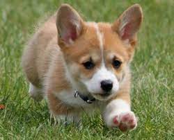 Our puppies are from akc parents. Corgi For Sale In Virginia Beach Boulevard 317 Petzlover