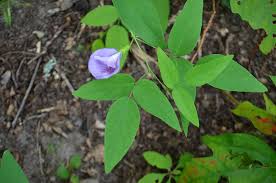 Image result for Clitoria