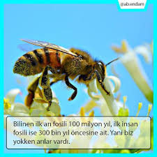 Bilinen Ilk Ari Fosili 100 Milyon Yil Ilk Insan Fosili Ise 300 Bin Yil Oncesine Ait Yani Biz Yokken Arilar Vardi Sizi Sadece Disi Arilar Animals Photo Bee