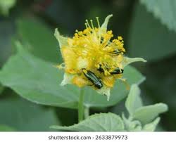 Image result for Grewia herbacea