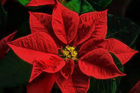 Winter Flowers To Warm To Part 5 Poinsettia Poinsettia Plant Poinsettia Poinsettia Flower