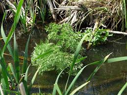 Image result for Oenanthe mildbraedii