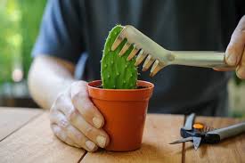 Image result for cactus cuttings