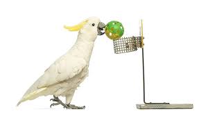 Now this is about being as creative as you want while making sure the bird toys are safe for your parrots. Making Toys For Your Parrot Parrot Toys Parrots Guide Omlet Us