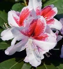 Image result for Komule empire blue