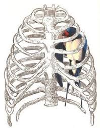 Try to be as accurate as you can with them. 10 Ribcage Ideas Art Rib Cage Drawing Anatomy Art