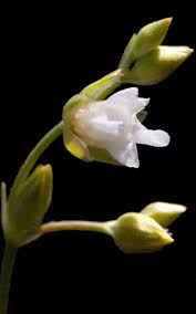 Image result for Limeum aethiopicum