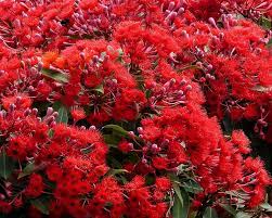 The vibrant orange blooms on this climbing vine are one of the best (and only) vine flowers that attract monarchs. Top Ten Flowers To Plant In Your Garden To Attract Native Australian Bees 1 Million Women