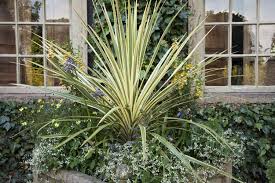 Image result for Phormium