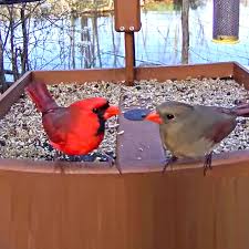 Watch more videos from cam. Cornell Feederwatch Cam Cornell Lab Bird Cams Cornell Lab Bird Cams