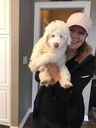 Dogs and puppies cats and kittens horses rabbits birds snakes. February Rocker Puppy Rescue Sponsorships Deaf Dogs Rock