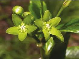 Image result for Raphionacme monteiroae