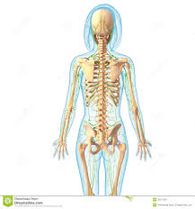 Diese beiden systeme stehen in enger beziehung. Lymphsystem Des Weiblichen Korpers Stock Abbildung Illustration Von Form Anatomie 36217001