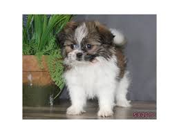 Before buying a puppy it is important to understand the associated costs of owning a dog. Shih Tzu Pomeranian Dog Female Tri Colored 2351477 Petland Lewis Center