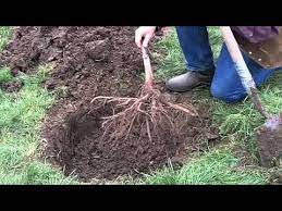 We did not find results for: Planting A Bareroot Fruit Tree Youtube