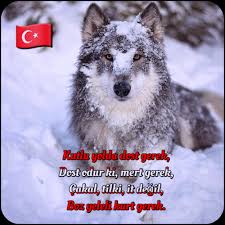 Turk Yeleli Kurt Tilki Resim