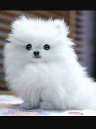 Semakin kecil chihuahua, semakin tinggi harganya. Love Jungkook X Reader 06 Cute Dogs Breeds Fluffy Dog Breeds Cute Small Dogs