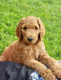Maybe you would like to learn more about one of these? Goldendoodle Puppies Home Facebook