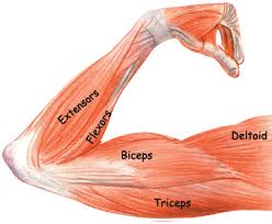 In an earlier blog, we looked at how to study anatomy. Arm Muscles Labeled Arm Muscle Anatomy Arm Muscles Muscle Anatomy