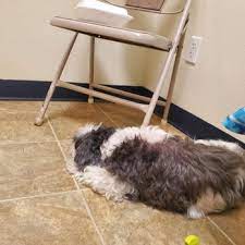 Check spelling or type a new query. Arlington Pet Clinic 19 Reviews Veterinarians 3131 Smokey Point Dr Arlington Wa Phone Number Yelp