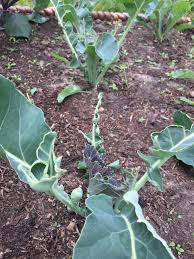 Rabbits can eat the stalks, leaves and florets of cauliflower, although you might find they prefer one bit over another. Eat Leaf Cauliflower