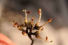 Image result for Inversodicraea