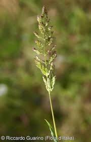 Image result for Agrostis pilgeriana