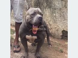 Pinki & sashabest dog price sri lankan dogs price 2021 dogs price Pomeranian Puppies Price In Sri Lanka Novocom Top