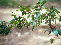 Image result for Ficus scassellatii