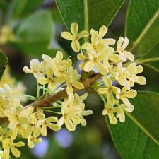 Attraverso i trucchi e le soluzioni che troverai su questo sito potrai passare ogni singolo indizio di cruciverba. Osmanthus O Olea Fragrans Viridea