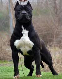 All Black American Bully Xl Pin By Kawika Kamealaha Ole On Canine Black Pitbull Pitbulls Pitbull Terrier