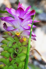 Turmeric Flower Kerala India Asia Photographic Print Martin Child Art Com Flowers Beautiful Flowers Bloom