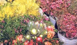 Dynamic pioneer of speciality produce. Commercial Flower Growing In Nsw An Industry Snapshot