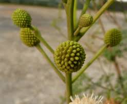 Image result for Leucas oligocephala